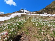 Festa di crocus e camosci sui sentieri per la FORCELLA ROSSA da San Simone-Baita Camoscio – 15magg25 - FOTOGALLERY